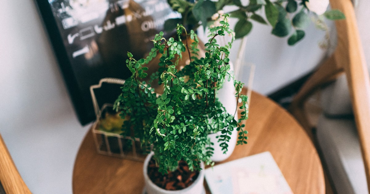 Mindful Meditation Lavender Kit, Houseplants and Gifts for Delivery